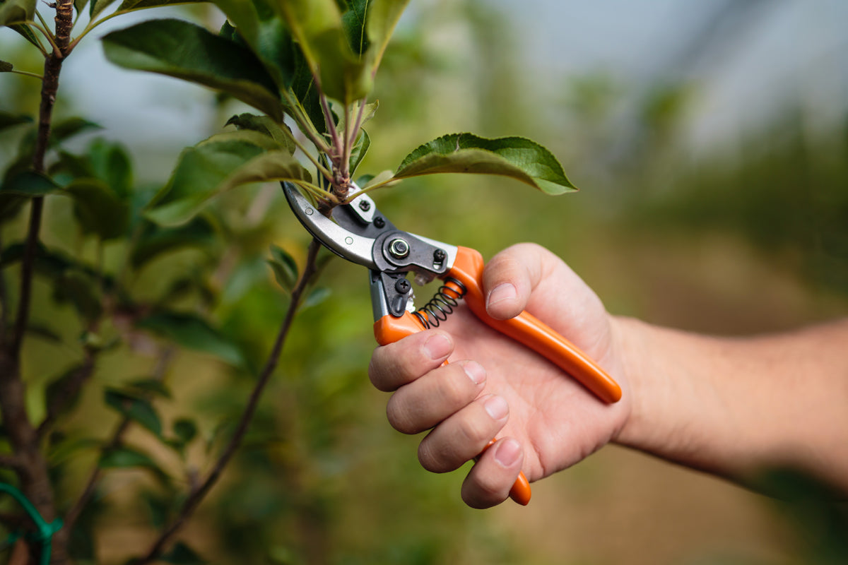 PS 102 Gartenschere – 200 mm Baumschere für feine Schnitte bis Ø 5 mm - VI-20175