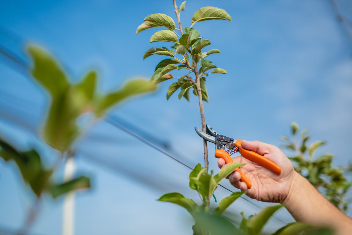 PS 102 Gartenschere – 200 mm Baumschere für feine Schnitte bis Ø 5 mm - VI-20175